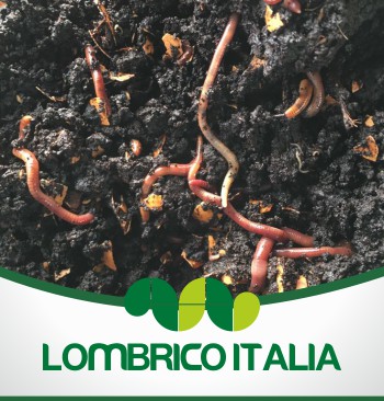 Lombrico Italia  Lombrichi da 1 kg - Lombrico Italia